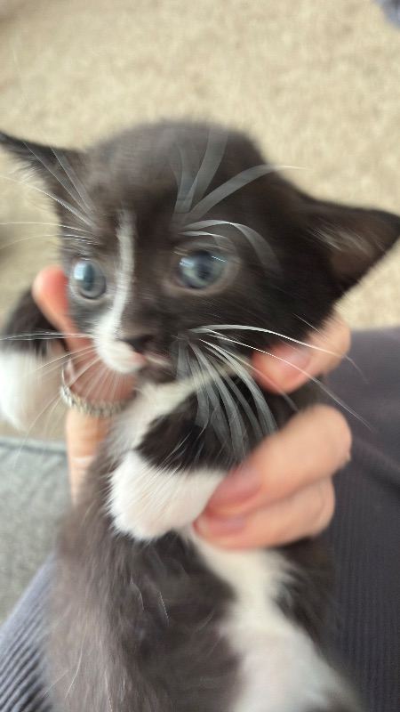6 kittens 4 girls 2 boys 