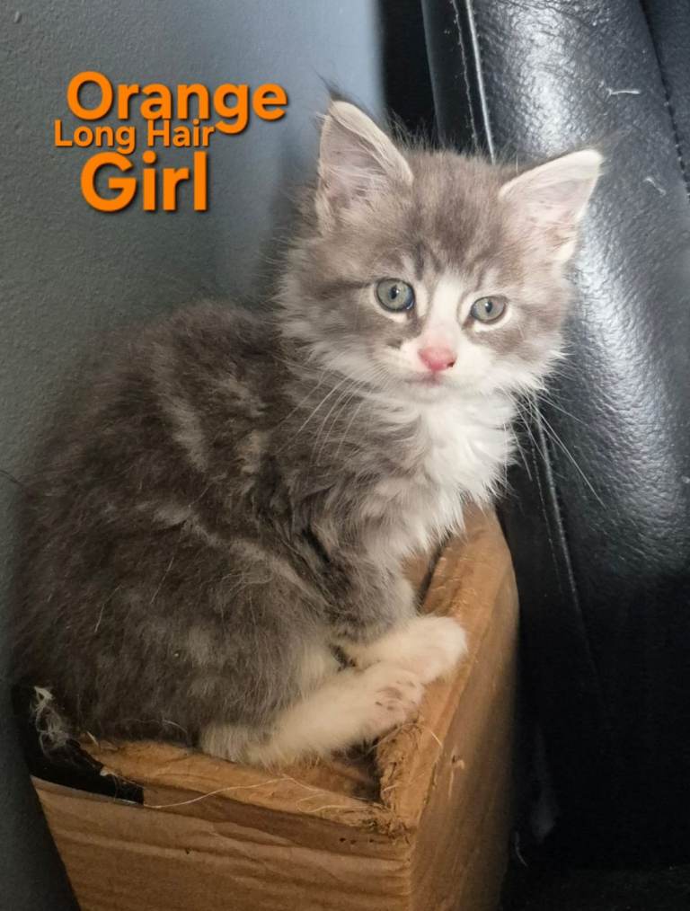 Maine Coon cross kittens