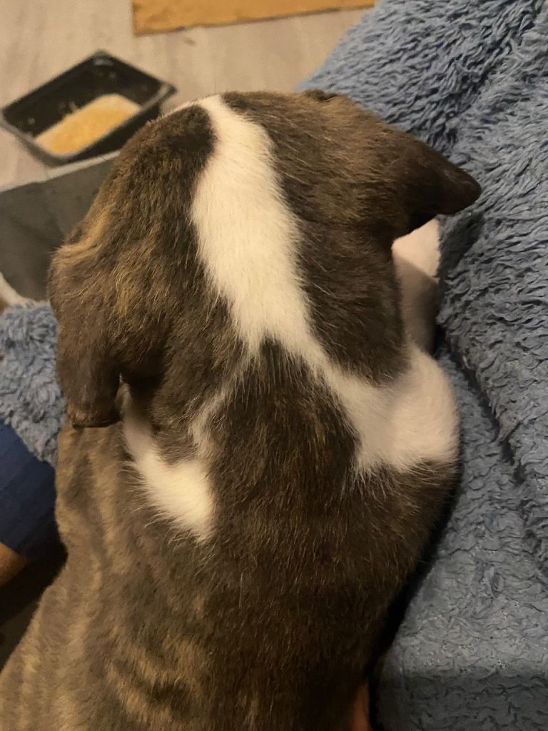 Beautiful Scott American Bulldog x Staffy