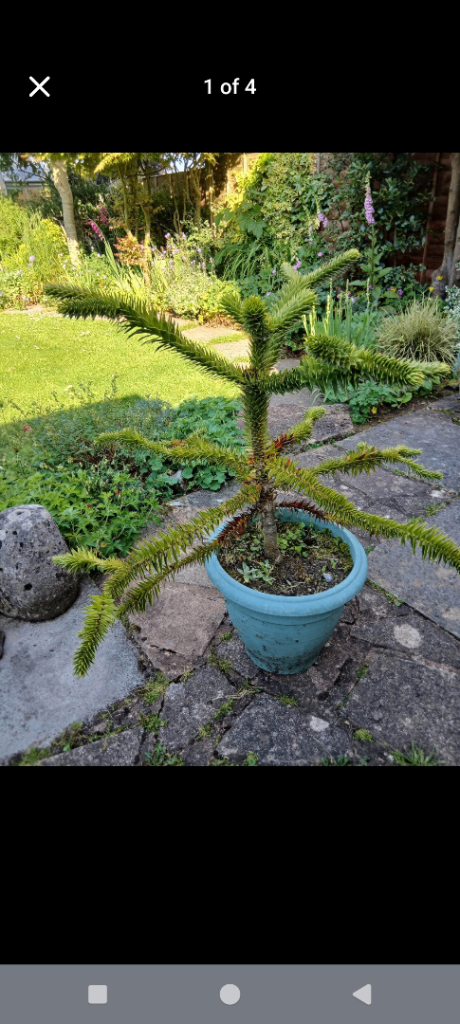 Monkey puzzle tree in pot