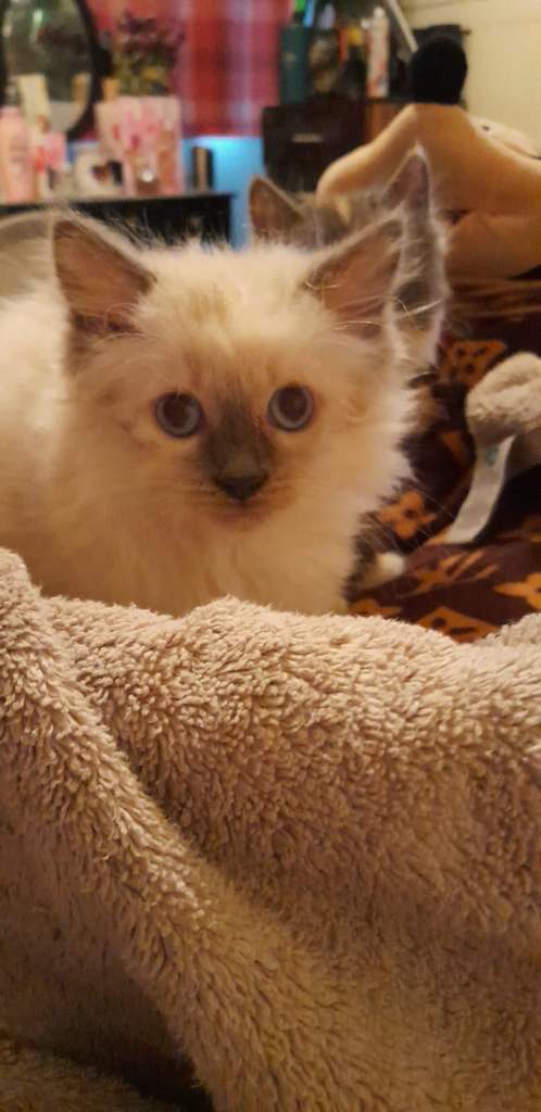 2x Stunning colourpoint and rare red Sepia Ragdoll boys ready now please read non profitable