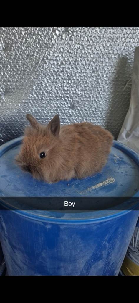 Lionhead baby Rabbits 8 weeks old (Friendly)