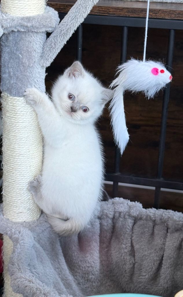 British shorthair kittens 