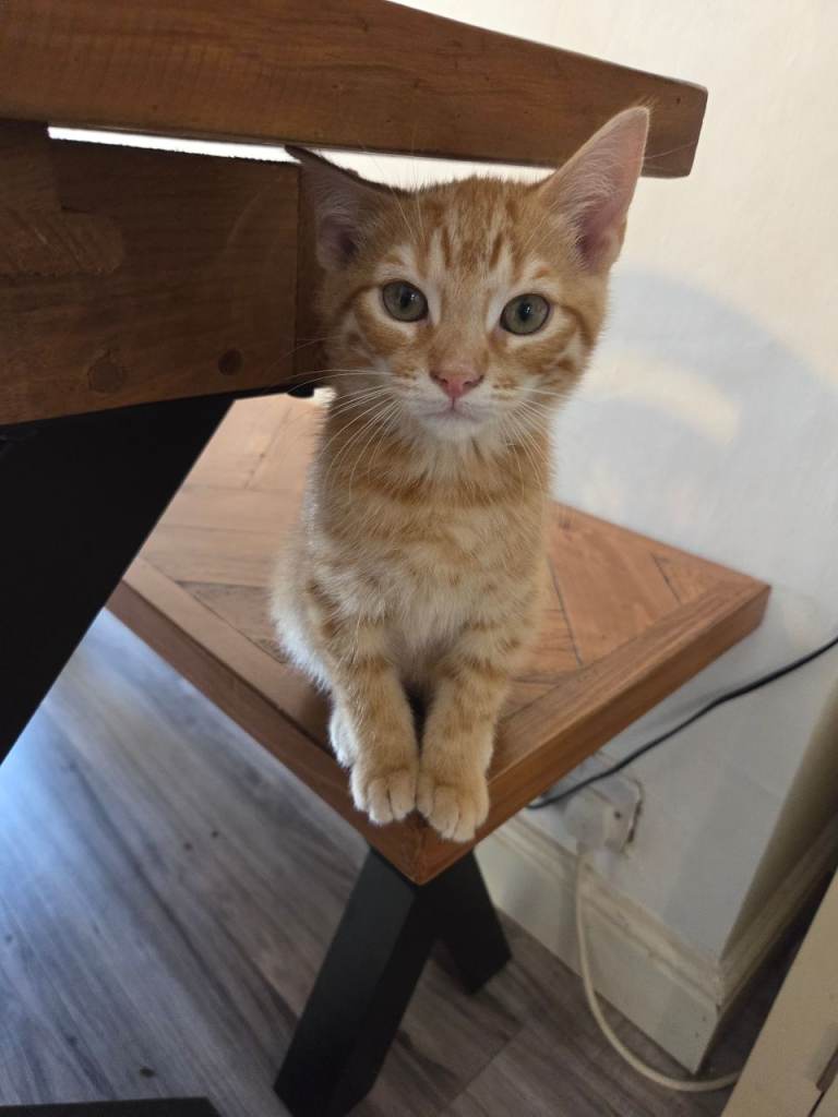 Mixed breed kittens for sale