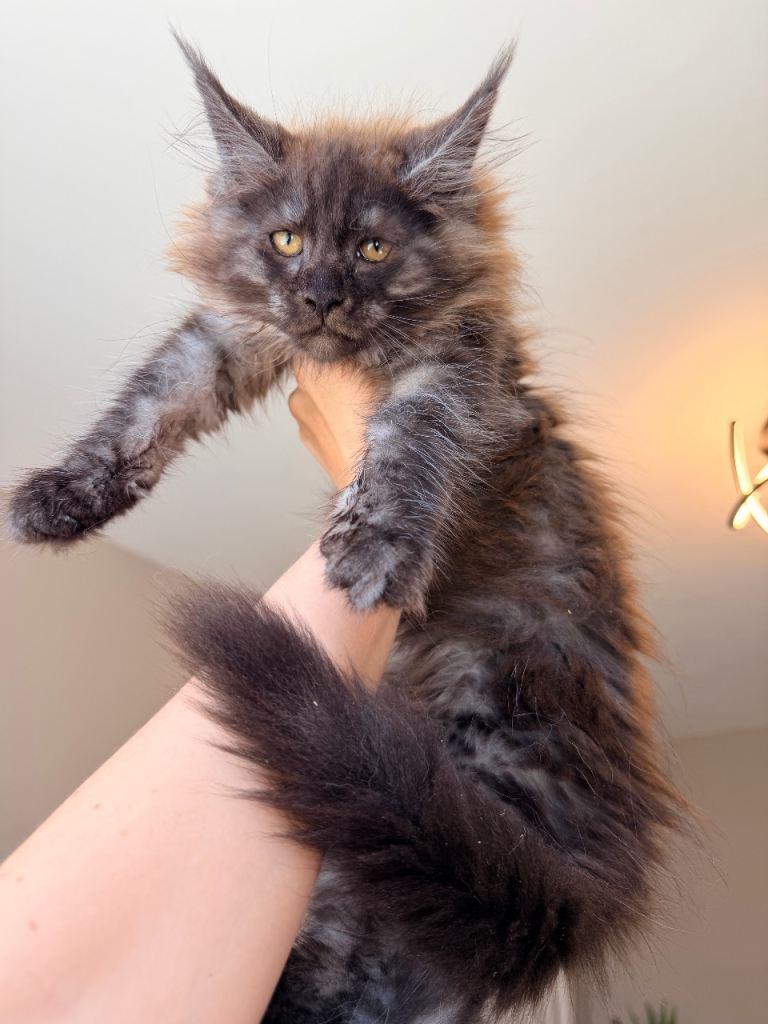 MAINE COON KITTENS/ TICA PEDIGREE/ LARGE EUROPEAN LINES