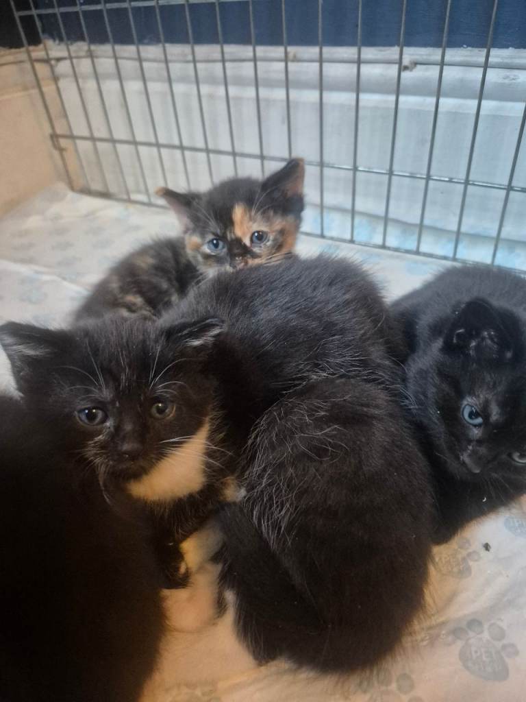 Cute kittens in need of homes