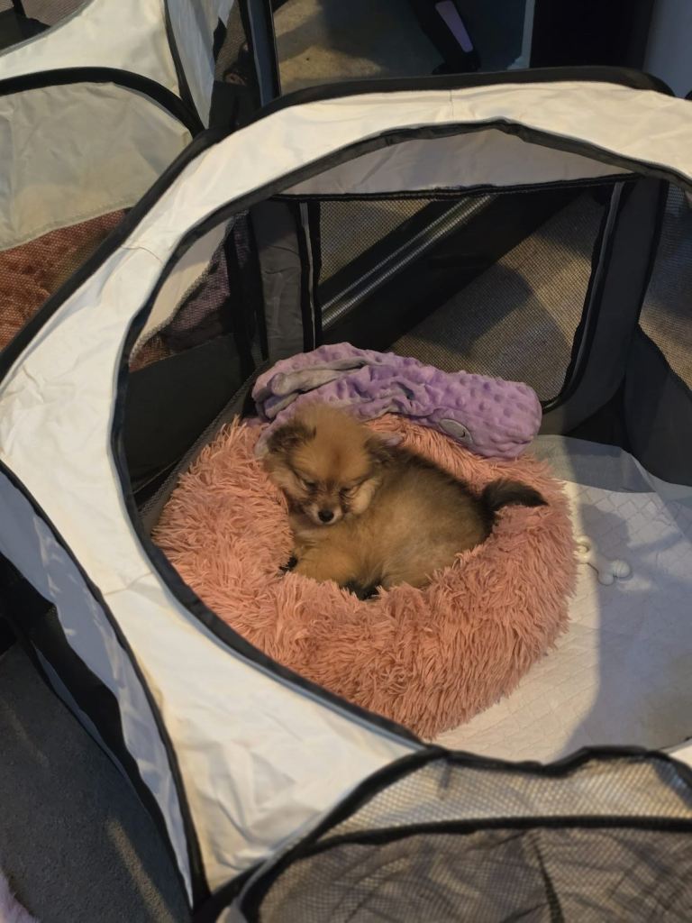 Pomeranian puppy for sale