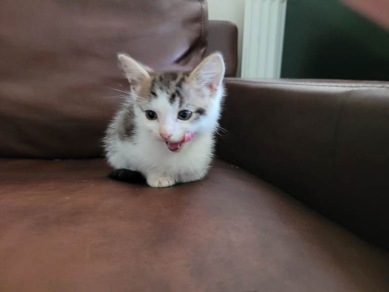 Ragdoll maine-coon x Blue Russian kittens ready for forever homes £300