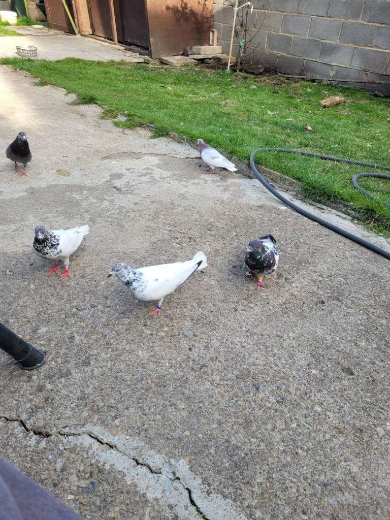 Pigeons