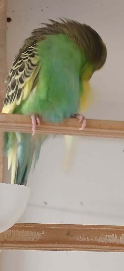 Budgerigars