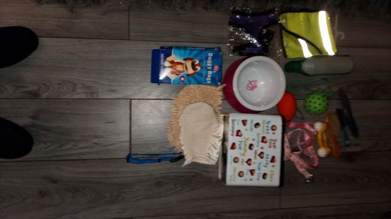 Various Dog accessories 