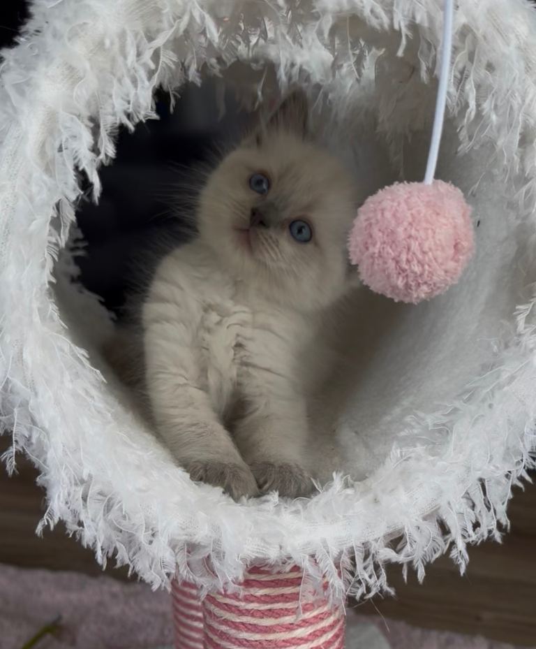 Stunning Pure Ragdoll Boys available now 