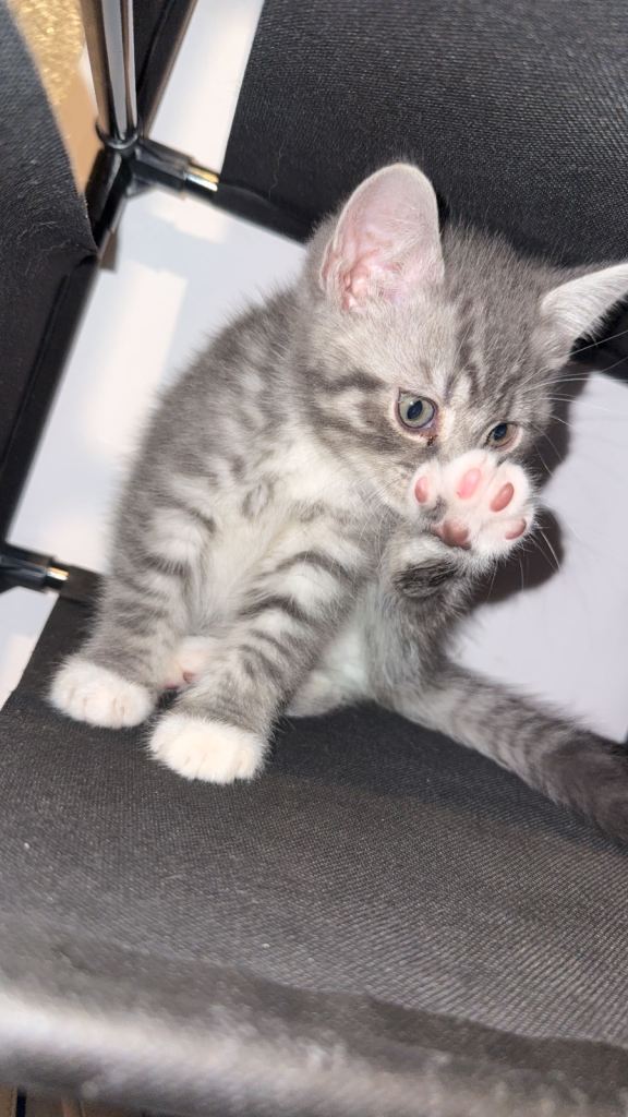 4 beautiful tabby BSH kittenss