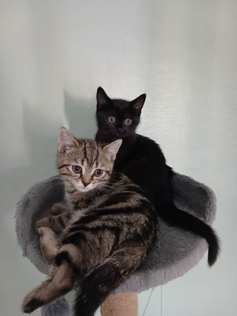 Kittens fot sale