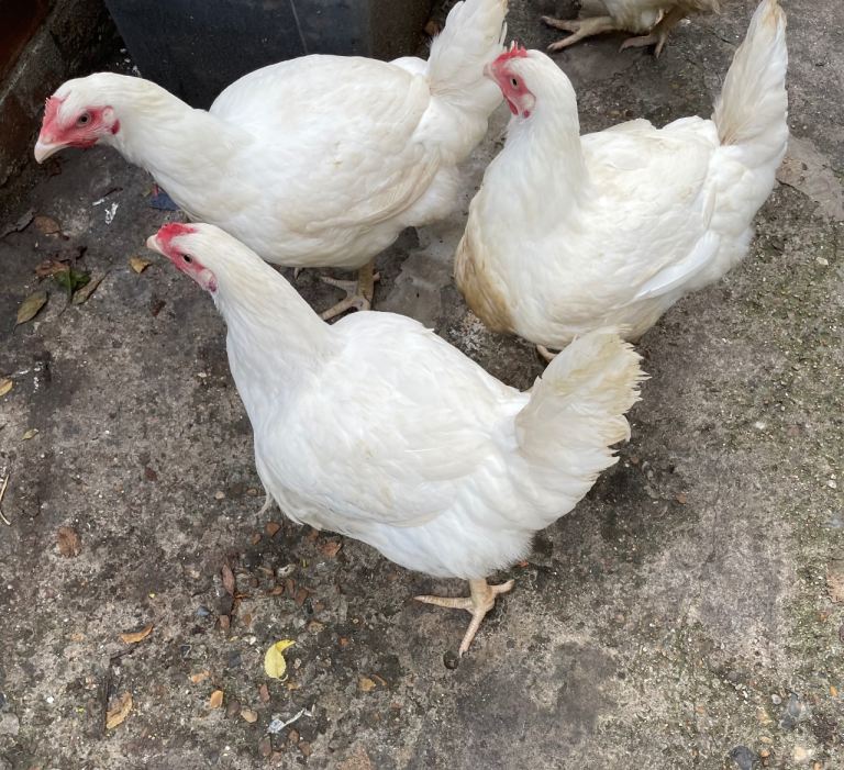 £16 Red hens and £18 female roosters and white leghorn hens