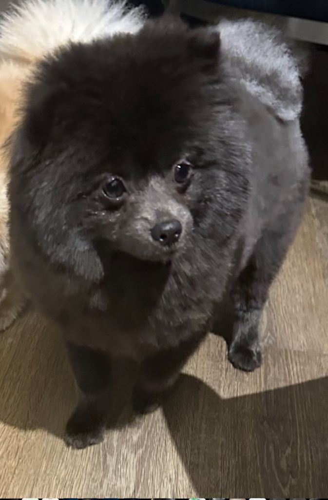 Beautiful silver coated male Pomeranian for sale 