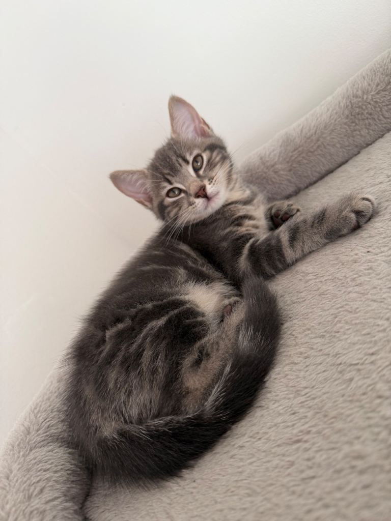Moggy kittens