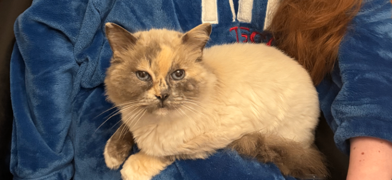 Female rag doll cat needing new home 