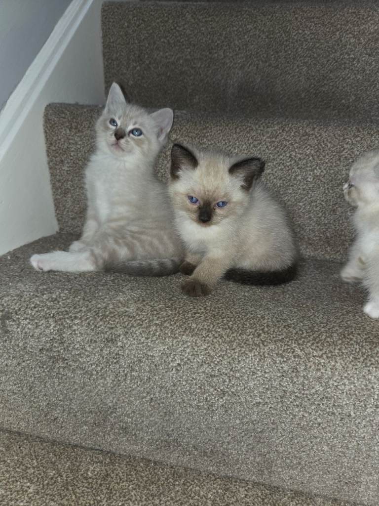 Ragdoll kittens 