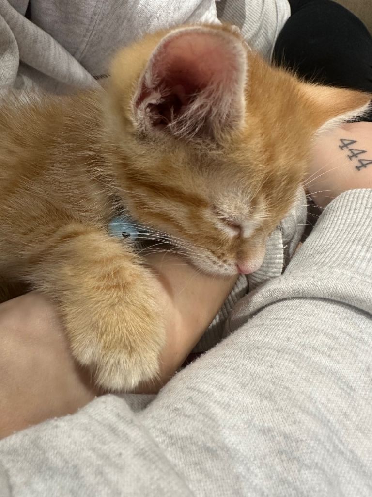 Beautiful British shorthair baby kitten 