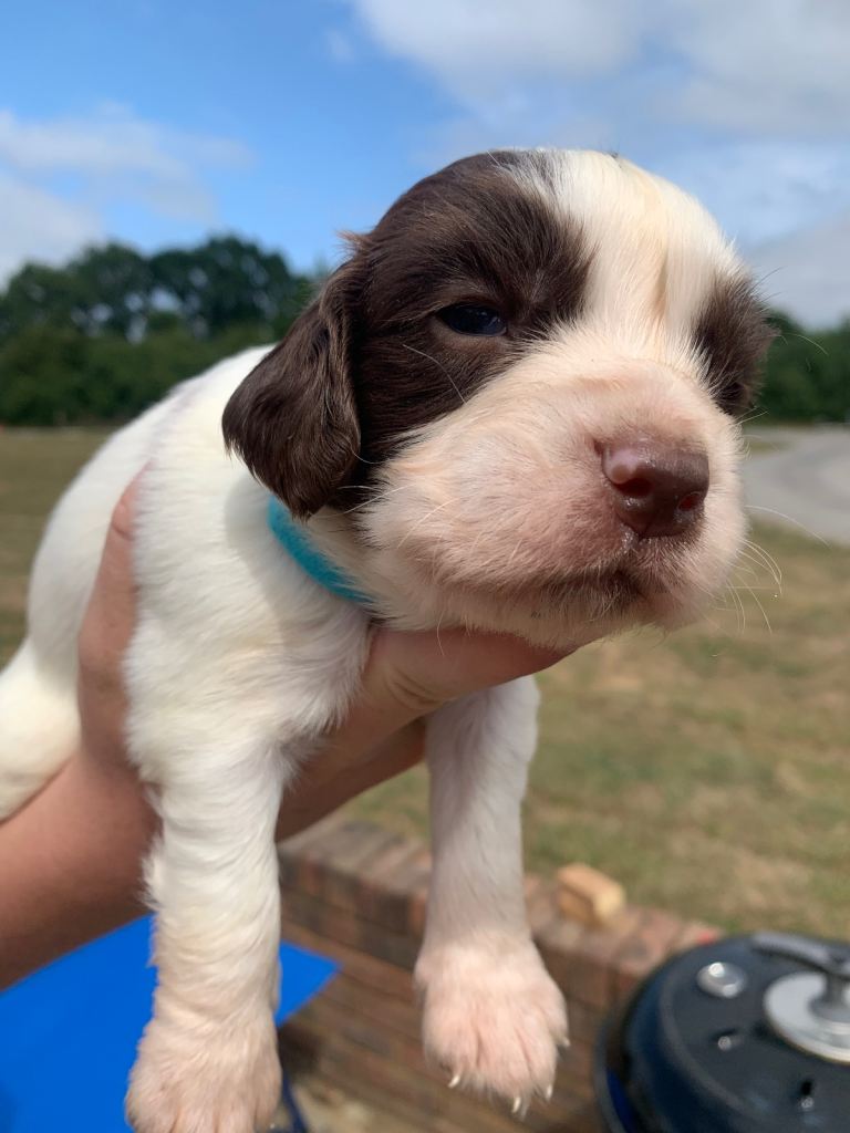 F1B 8 cocker spaniel puppies 