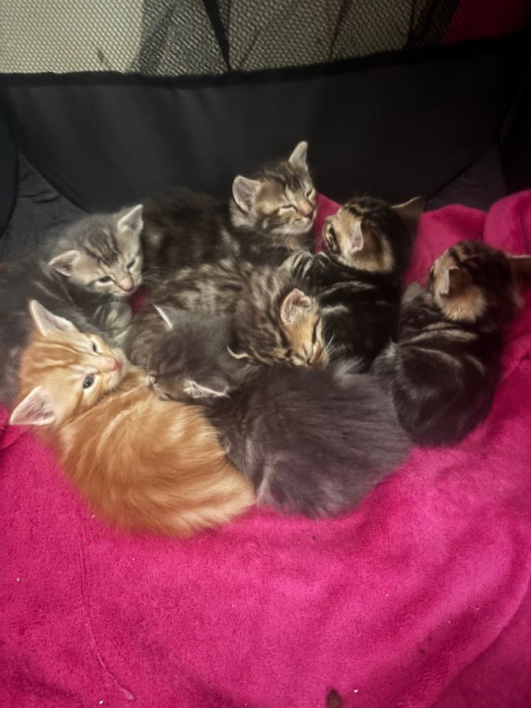 Beautiful Kittens for sale