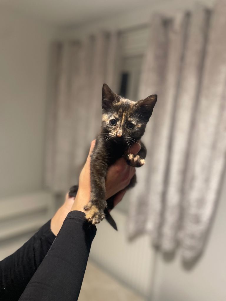 Beautiful most loving kittens for sale mixed colours 