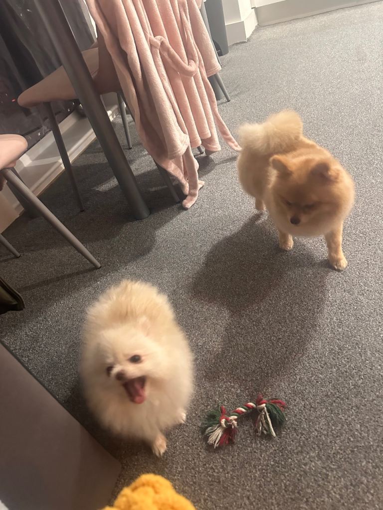 mini Pomeranian for sale 