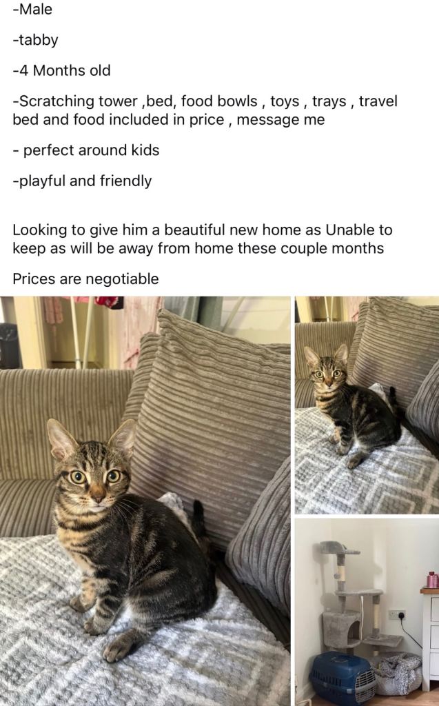 Kitten for sale  collection from London too ! 