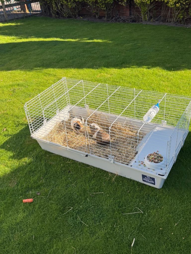     Guinea Pig Brothers for Sale – Cage Included