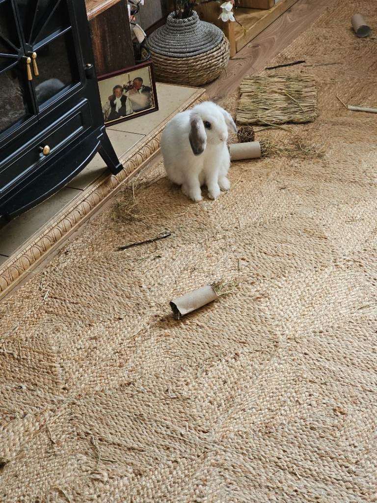 Mini lop rabbit doe