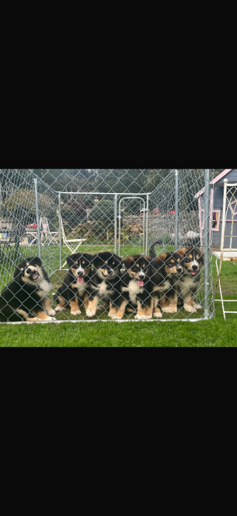 Bernese Mountain Dog x Alaskan Malamute puppies