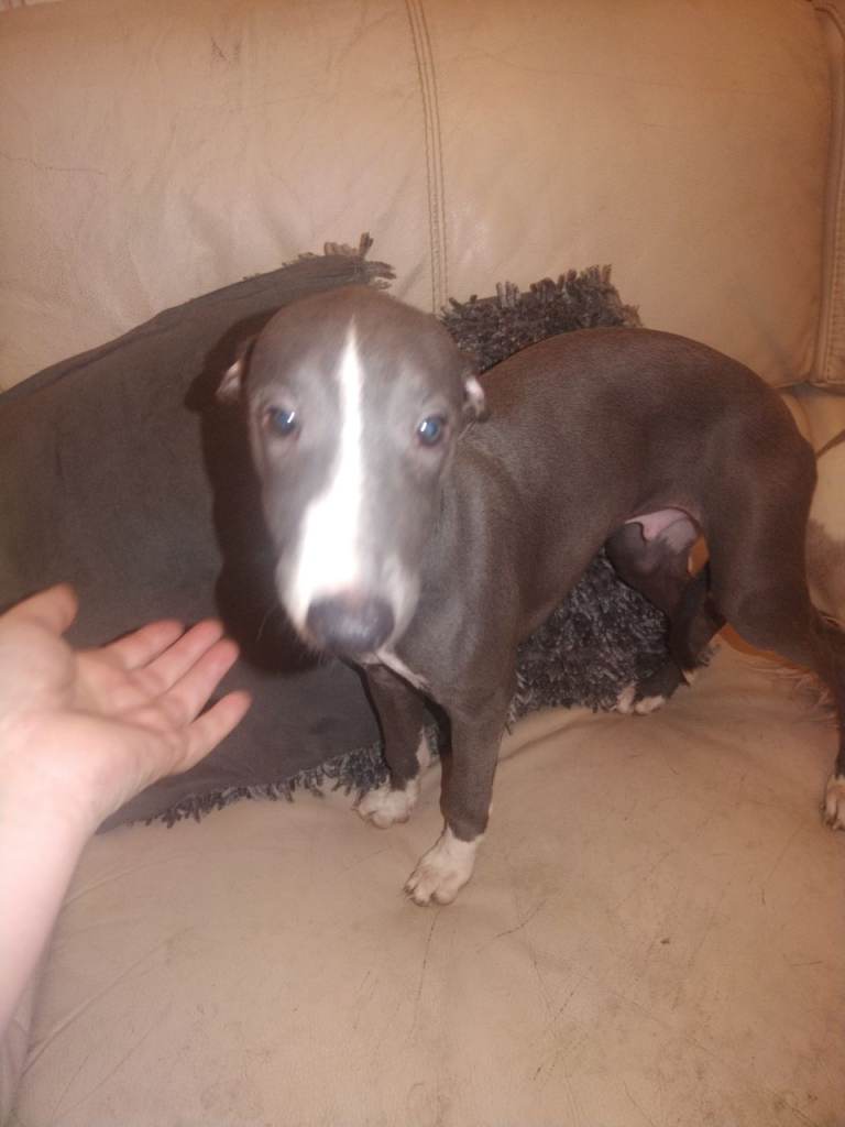 Pedigree whippet pups