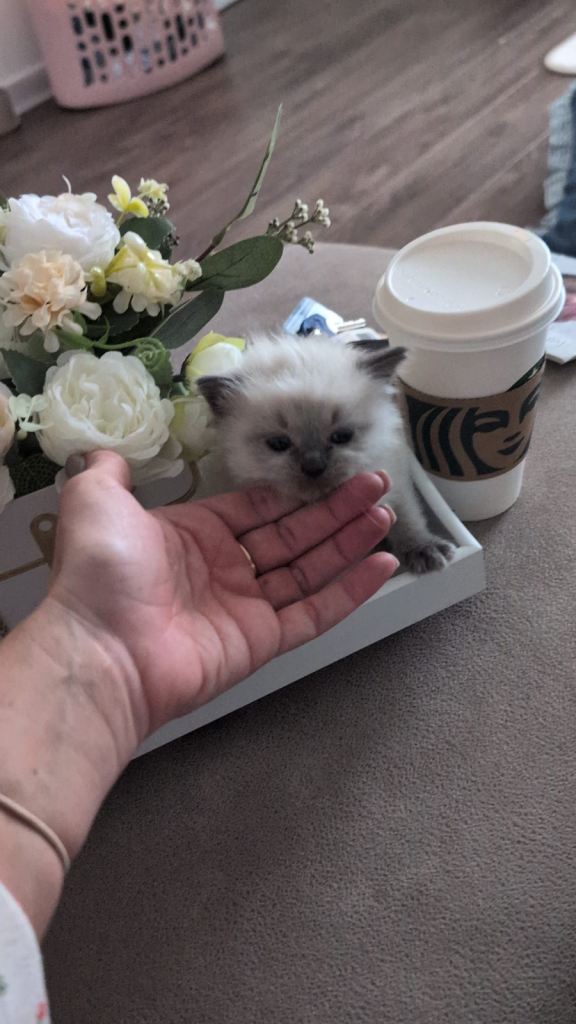 Ragdoll male kitten