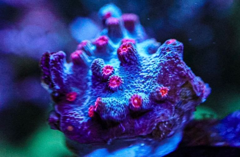 Branching Cyphastrea Decadia marine coral frag not soft Zoa mushroom