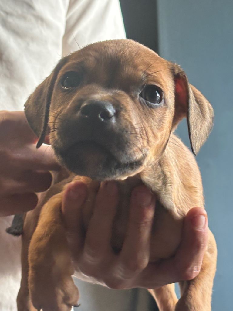 Tan tri puppy 