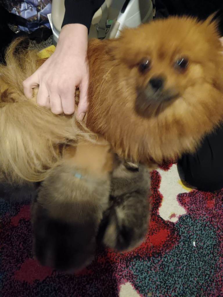  1 Beautiful Pomeranians for sale