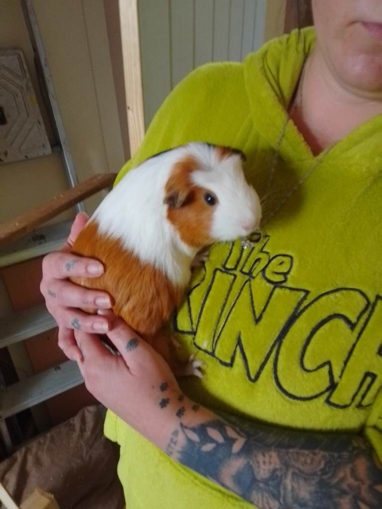 guinea pigs 