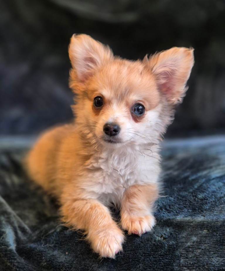 Long haired chihuahua 