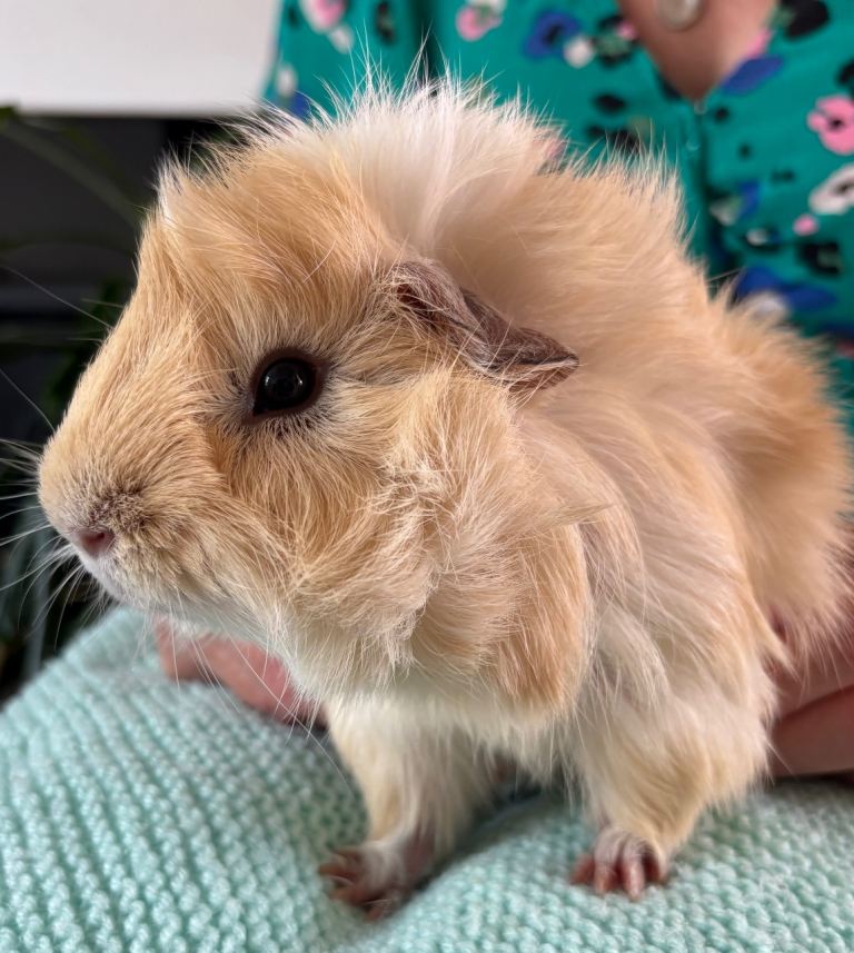 Beautiful, healthy, tame male guinea pigs 