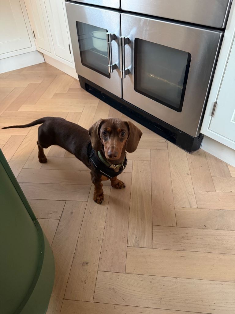 Miniature dachshund 
