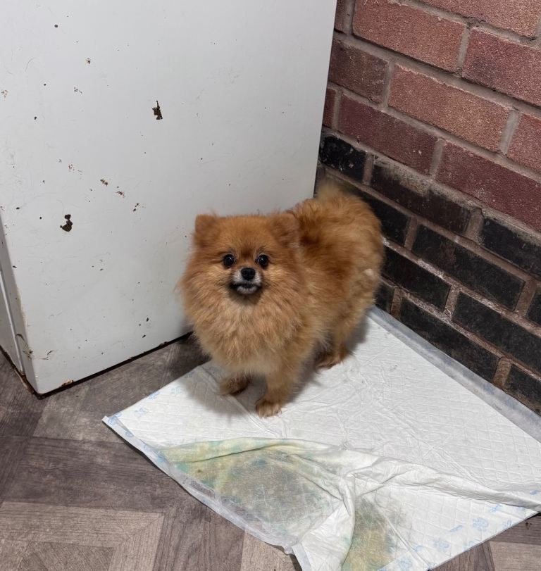POMERANIAN female 3 YEARS OLD ready now