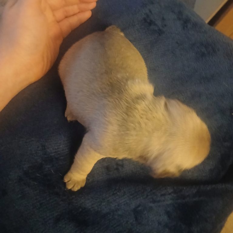 Puppies 3/4 french bulldog 1/4 pug 