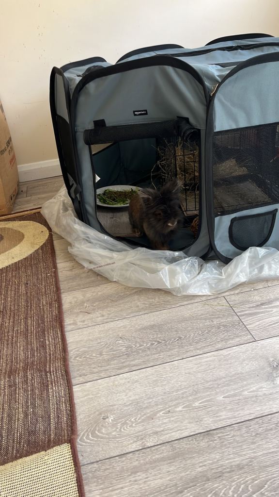 Lionhead rabbit for sale 