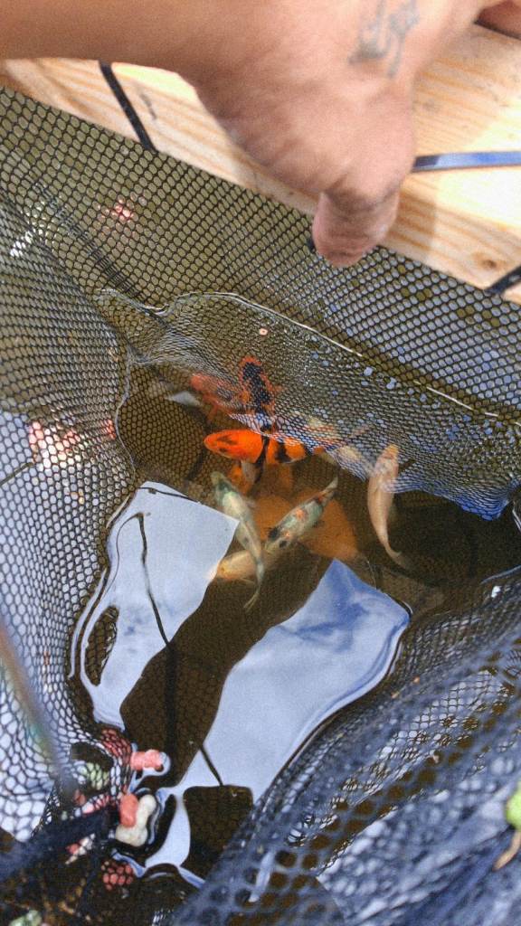 Baby Japanese koi fish 