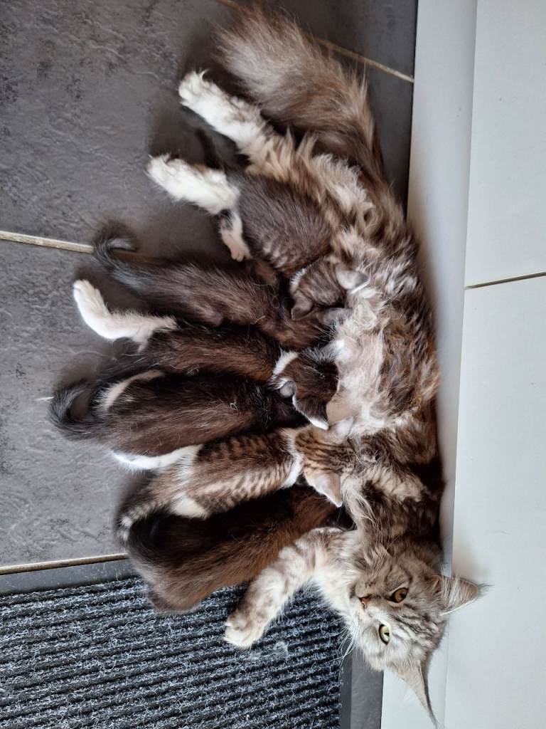 Kittens for sale 