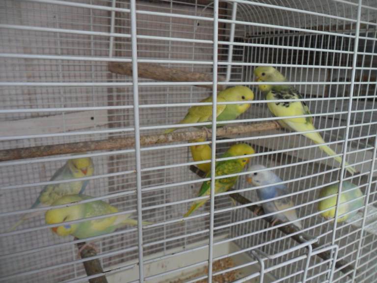BEAUTIFUL BABY BUDGIES