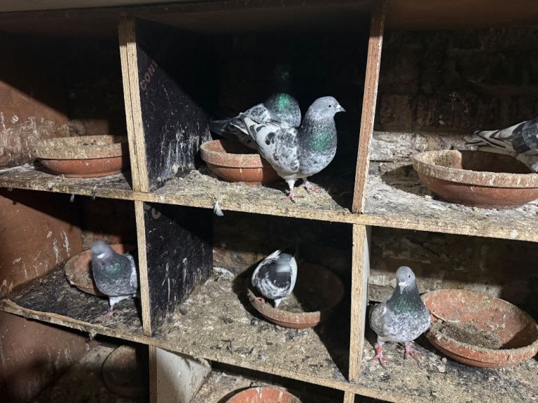 Pakistani high flyers for sale 