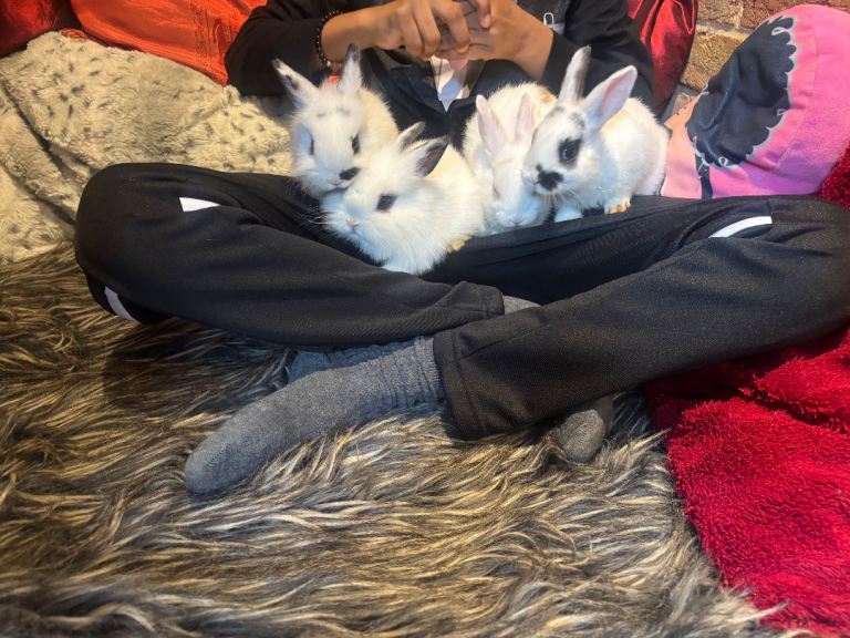 Dwraf Bunnies for sale 