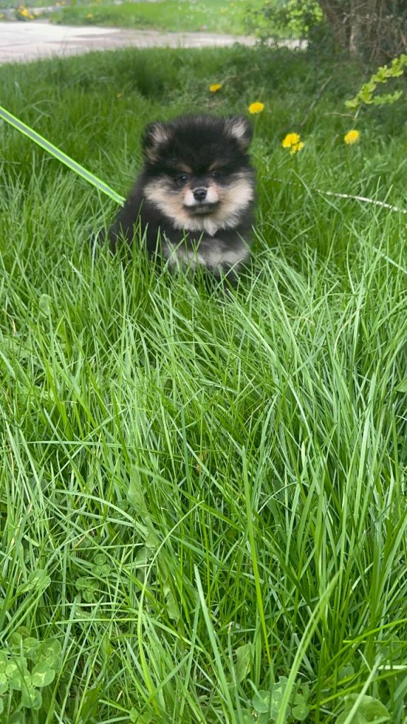 1 rare black and cream boy Pomeranian left 
